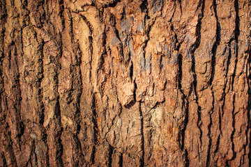 Bark of a big tree close up