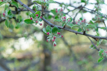 apple flower in the garden 5