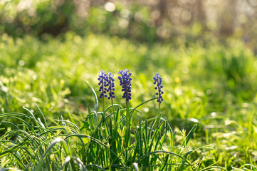 blue flowers on green background