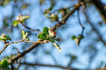 apple flower in the garden 6
