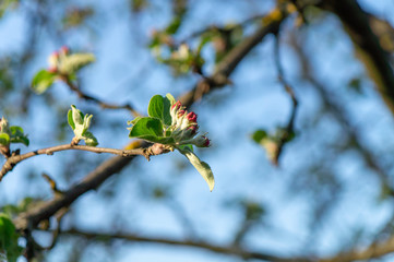 apple flower in the garden 7