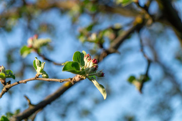 apple flower in the garden 8