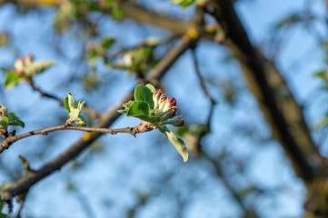 apple flower in the garden 9
