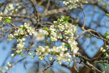 cherry flowers in spring