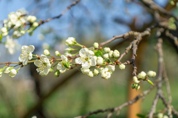 cherry flowers in spring