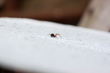 Running Spider