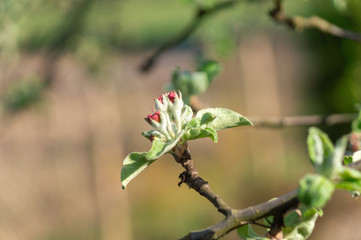 apple flower in the garden 12