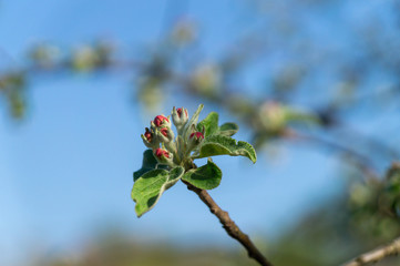 apple flower in the garden 14