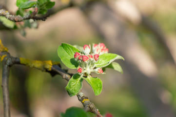 apple flower in the garden 15