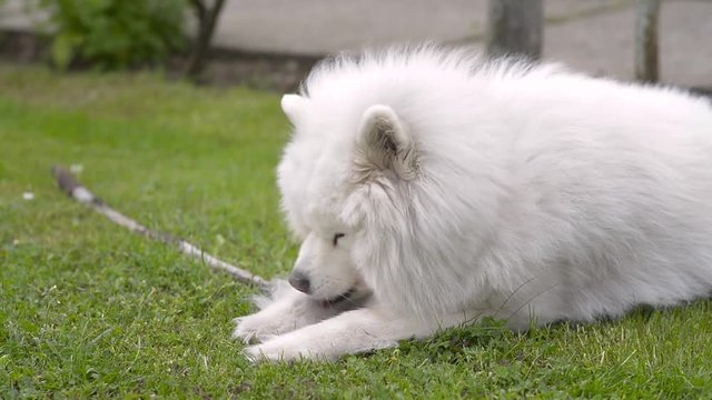 Samoyed dog licking paws on grass