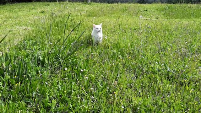 chat blanc dans le jardin