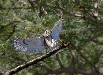 Great Horned Owl in Flight