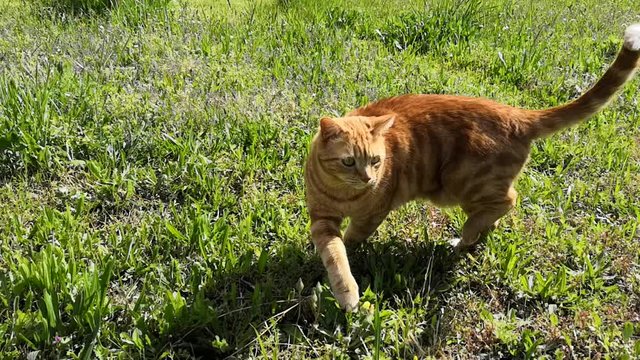chat roux dans le jardin