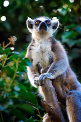lemur on tree