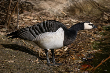 Barnacla Cariblanca - Barnacle Goose