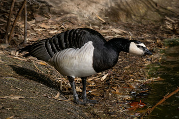 Barnacla Cariblanca - Barnacle Goose