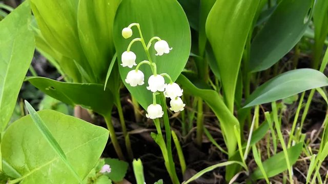 muguet dans le jardin