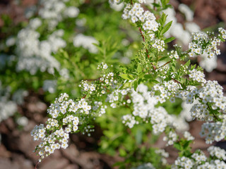 Blooming white Spiraea in the garden.