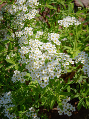 Blooming white Spiraea in the garden.
