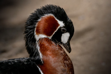 Barnacla Cuelliroja - Red breasted goose