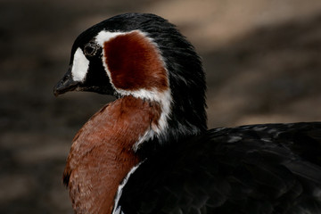 Barnacla Cuelliroja - Red breasted goose © Azahara