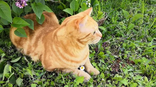 chat dans le jardin