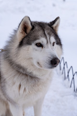Obraz premium Portrait young Alaskan Malamute in the snow