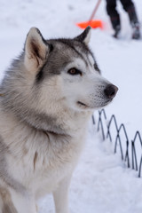 Portrait young Alaskan Malamute in the snow