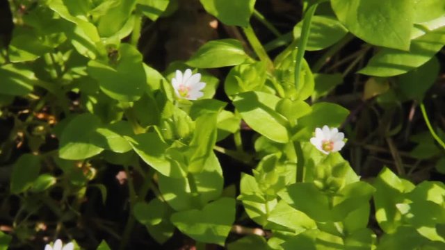 Flowering plant of Chickweed herb or Stellaria media also known as chickenwort, craches, maruns, winterweed. Common in lawns, meadows, waste places. It has medicinal property and used in folk medicine