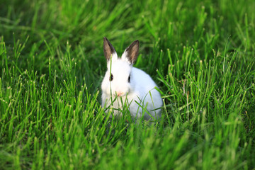little funny white rabbit on lawn grass