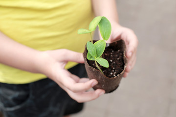 Leaves of seedlings of cucumbers and vegetables. sprouts seedlings. Microgreen in earthen soil. Garden work. Boy holding  a pot with sprouts in the hans. Green life