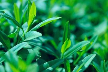 Green Grass Background. Blurred Nature Background. Green Leaves Over Blurred Background. 