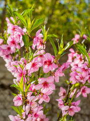pink flowers of young blooming peach on a natural background