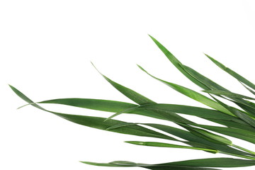 Fresh green grass isolated on white background and texture, top view