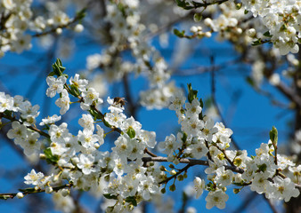bee drinks nectar with plum blossom