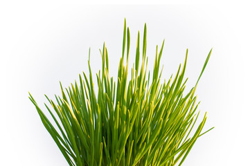straight stems of young grass on a white background