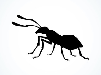 Ant. Vector drawing