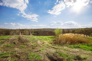 Fototapeta premium Spring landscape with green field and blue sky