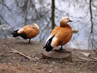 Two orange ducks in early spring.