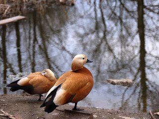 Two orange ducks in early spring.