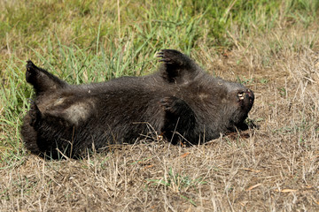 Toter überfahrener Wombat in Australien
