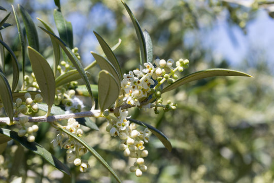 Flores de olivo abiertas en primavera