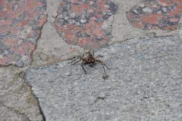 Spiders in nature. Spiders are nocturnal wolves. Spider on a stone, on a lilac flower, on a cut of a tree.