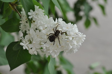 Spiders in nature. Spiders are nocturnal wolves. Spider on a stone, on a lilac flower, on a cut of a tree.