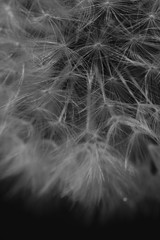 Dandelion seeds in detail