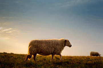 Fototapeta premium Sheeps walking and eating grass in the early morning sunlight on the fields and dunes of the Netherlands, near the coast and beaches of Holland.