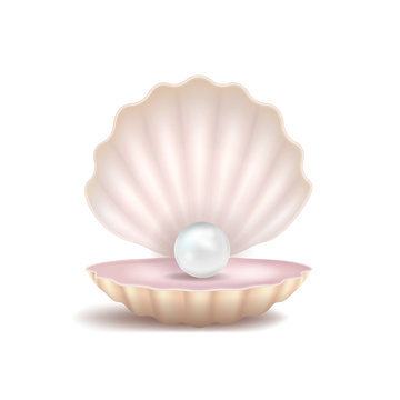 Realistic 3d Detailed Pearl and Shell. Vector