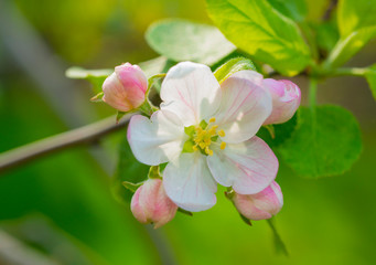 pink and white blooming apple tree flowers