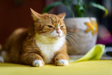 Fototapeta na wymiar Domestic red cat lying on a yellow table.