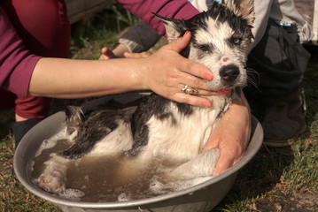 bathing Husky outside